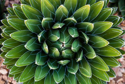 Agave_Mesquite-Landscaping