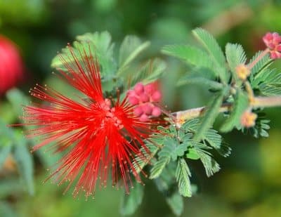 Fairy-duster_Mesquite-Landscaping