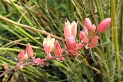Hesperaloe_Mesquite-Landscaping