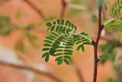 Mesquite Landscaping