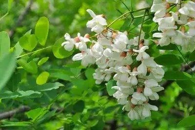 The-Acacia_Mesquite-Landscaping