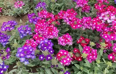 Verbena_Mesquite-Landscaping