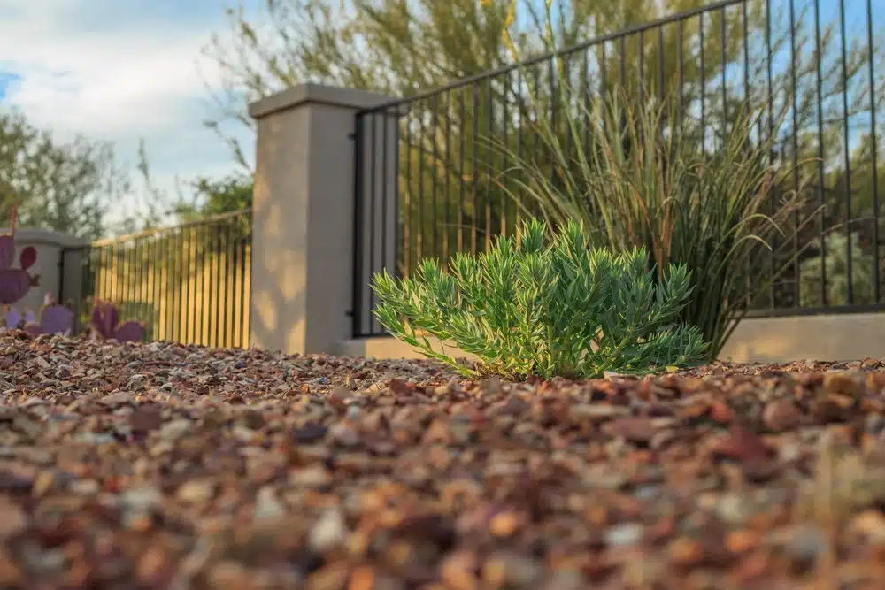 Winter Landscaping Care in Arizona? Yes, It Is Important