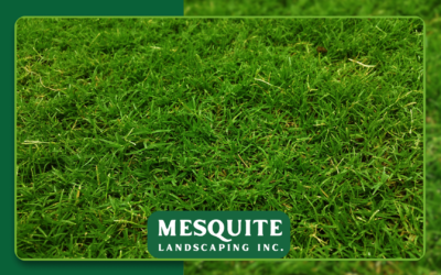 Winter Lawn in Arizona: Complete Guide to Overseeding, Care, and Design
